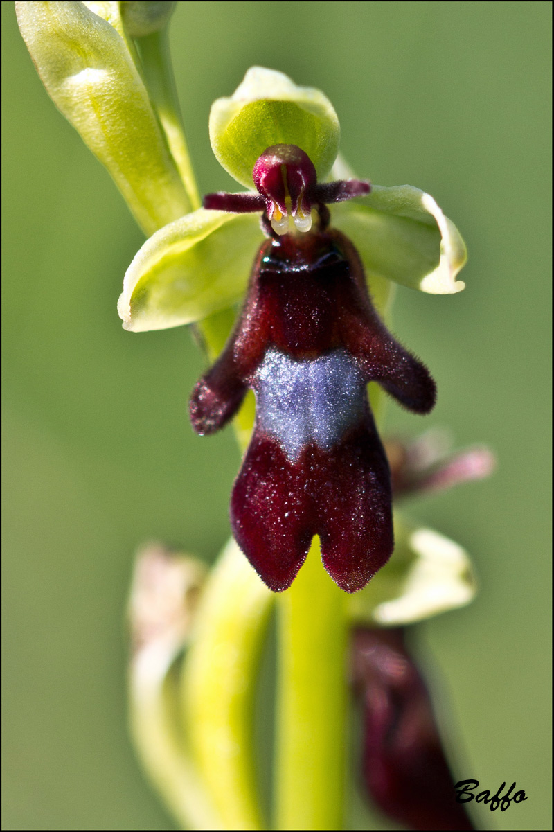 Ophrys insectifera L